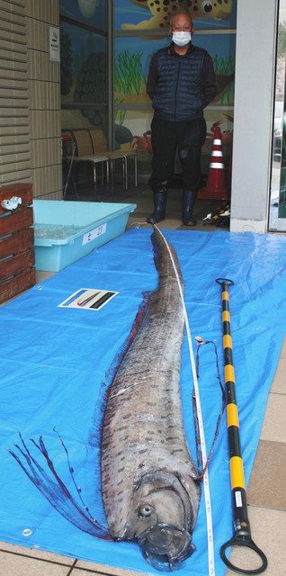 リュウグウノツカイ 驚きの３ ７メートル 若狭町の定置網 中日新聞web