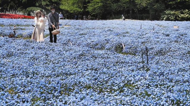 心静まる青い花 なばなの里 ネモフィラ見頃 中日新聞web