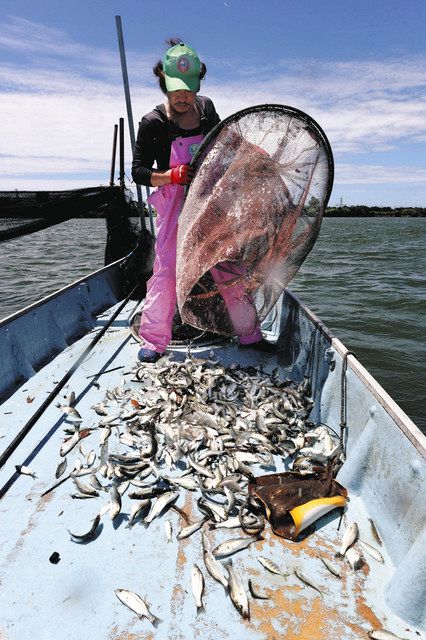 浜名湖の伝統「角立て漁」 漁師がツアー企画:中日新聞しずおかWeb