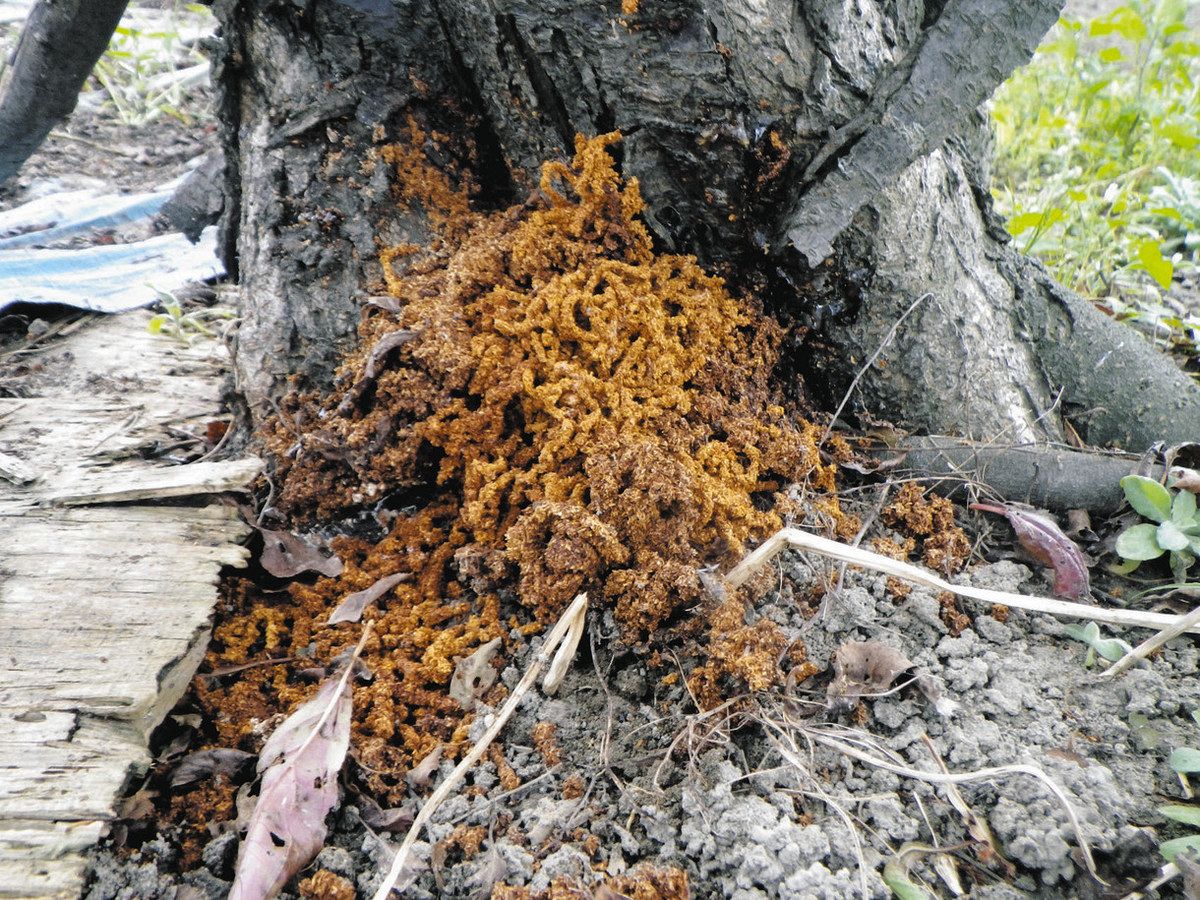 外来種カミキリムシで桜がピンチ 名古屋市が対策費4300万円を予算計上