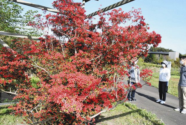 別所岳ｓａ 深紅に彩る のとキリシマツツジ見ごろ 北陸中日新聞web