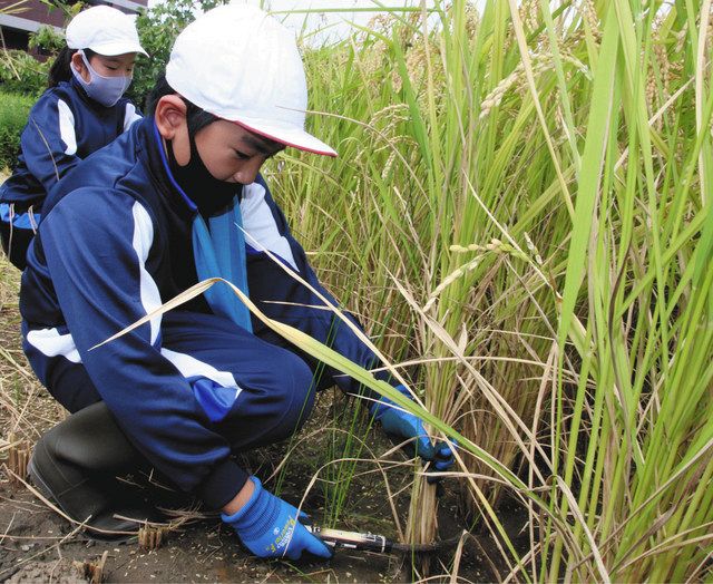 鎌で ザクッ と児童が稲刈り体験 草津 中日新聞web