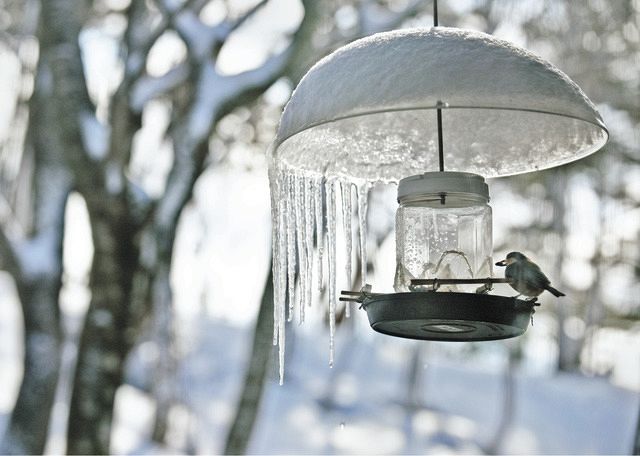 木漏れ日を浴びて、つららから滴がしたたり落ちる「レストラン」で食事をする野鳥＝大野市の県自然保護センターで