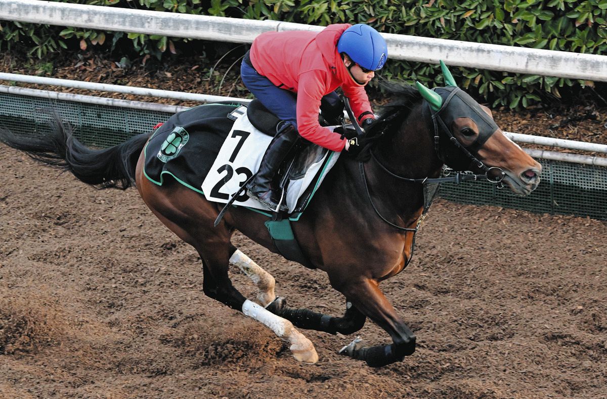 反撃を期すサヴォーナは上昇ムード「動きに関しては何も言うことはない」【天皇賞・春1週前追い】:中日スポーツ・東京中日スポーツ