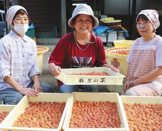 麻生の 山の幸 知って 七尾の山菜加工組合発足２０年余 北陸中日新聞web