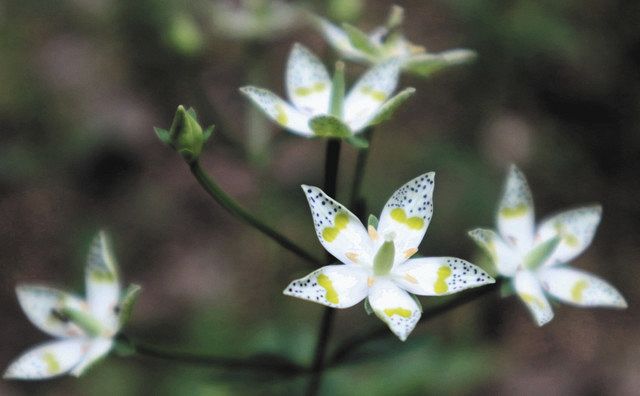 星形の花アケボノソウ 紀北町島原で見頃 中日新聞web