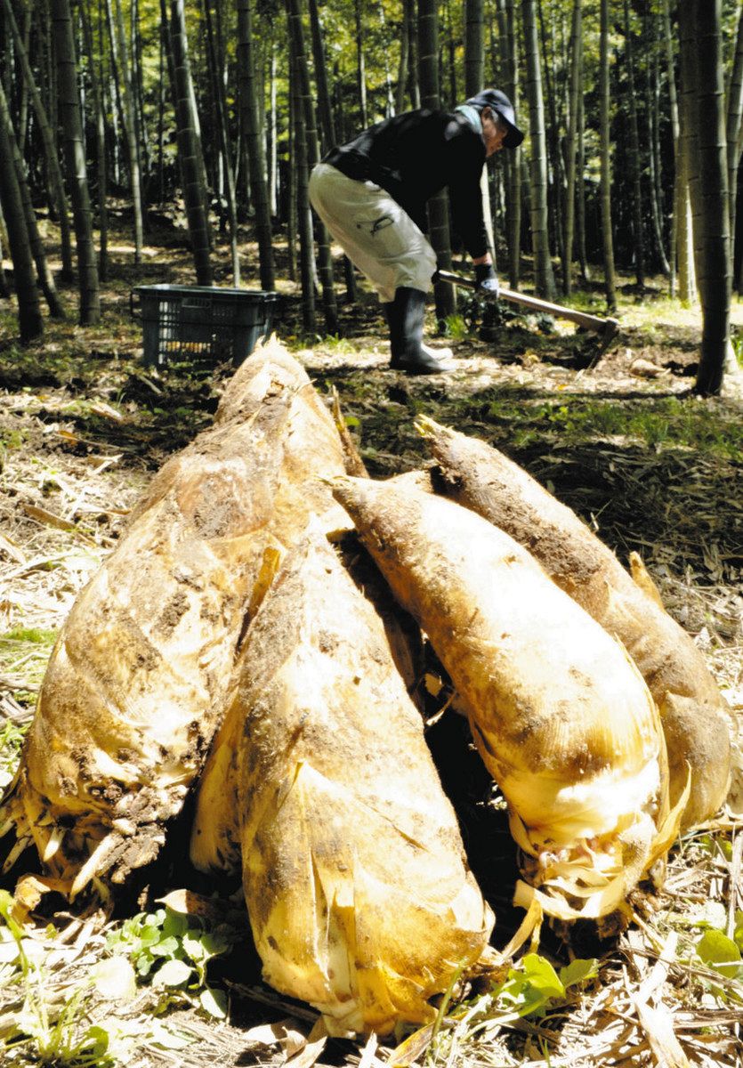愛媛県産　白子タケノコ　りん 特選品「白子たけのこ」 京都山城産 筍 中〜小（8〜11本目安） 約2kg