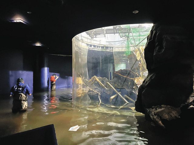 琵琶湖博物館が観覧料減免を発表 水槽破損による水族展示室閉鎖で：中