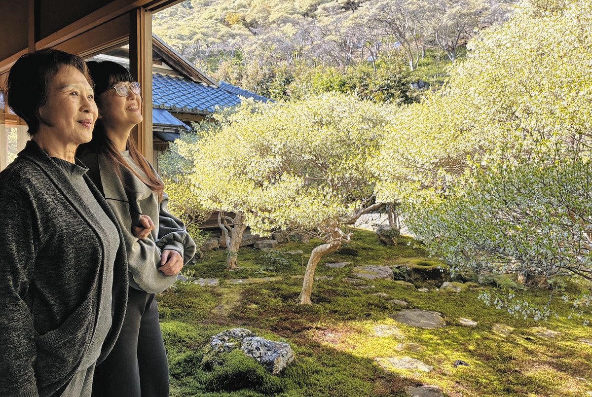 楽天市場 ドウダンツツジ 山 採り 山採り ドウダンツツジ 2 春の大特価 