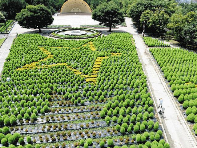コキア見ごろ 星形の地上絵 砺波チューリップ公園 北陸中日新聞web