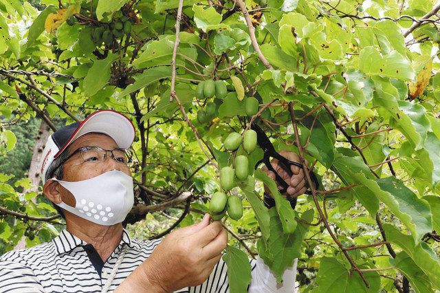 サルナシ 実よし味よし 小松で収穫開始 道の駅できょう発売 北陸中日新聞web