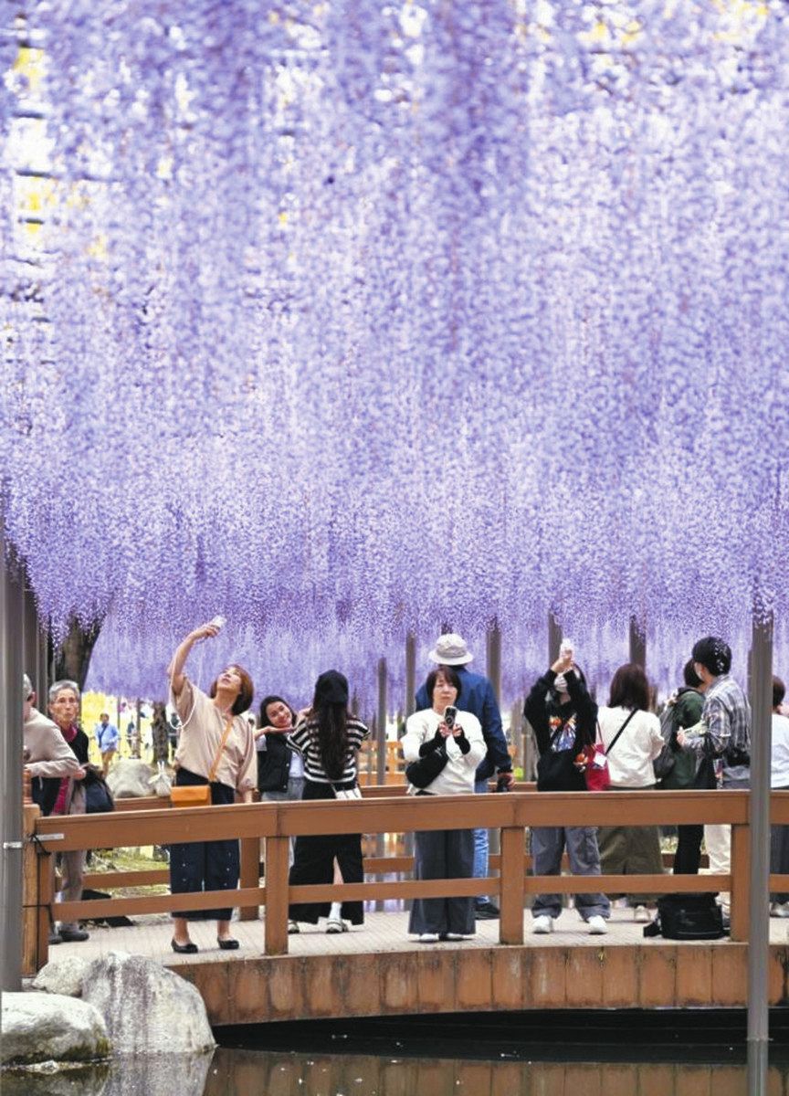 降り注ぐ紫色のシャワー 津島・天王川公園で藤見ごろ：中日新聞Web