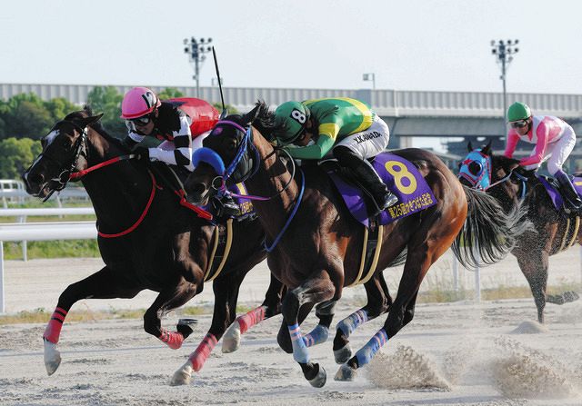 ウィルソンテソーロ、ダートグレード重賞3連勝狙う 小手川師「勝つごとに自信」【白山大賞典】：中日スポーツ・東京中日スポーツ