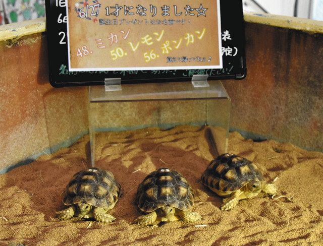 １歳です！リクガメ３きょうだい 紀宝町「ウミガメ公園」で命名：中日