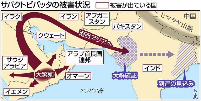 バッタ デマ 中国 中国に新型コロナ以上の被害！200兆匹バッタが日本に来る！？