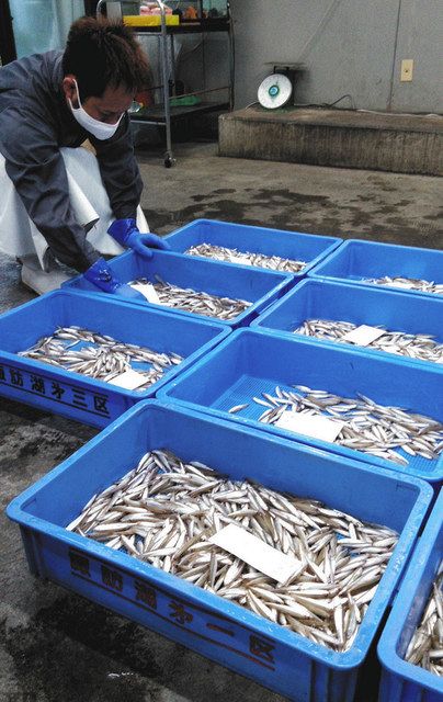 ワカサギ投網漁が終了 諏訪湖漁協 ２２年春の親魚確保へ前倒し 中日新聞web