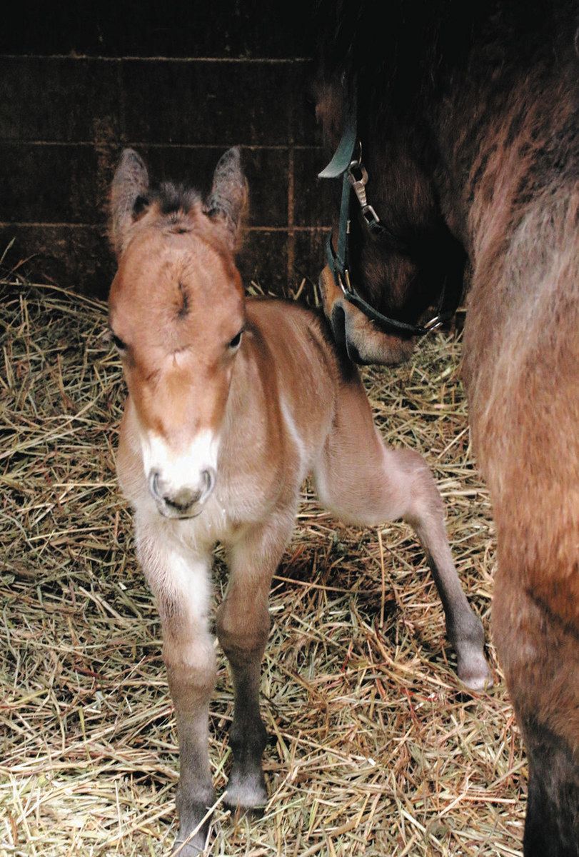 母親の回りを動き回る木曽馬の子馬＝木曽町開田高原で

