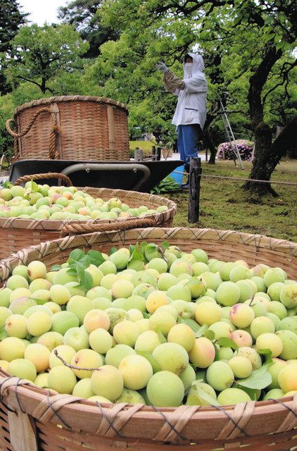 梅林で収穫されたウメの実＝金沢市の兼六園で 
