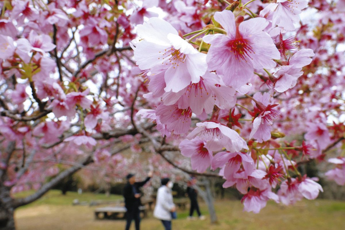 伊勢志摩に桜の季節到来：中日新聞Web