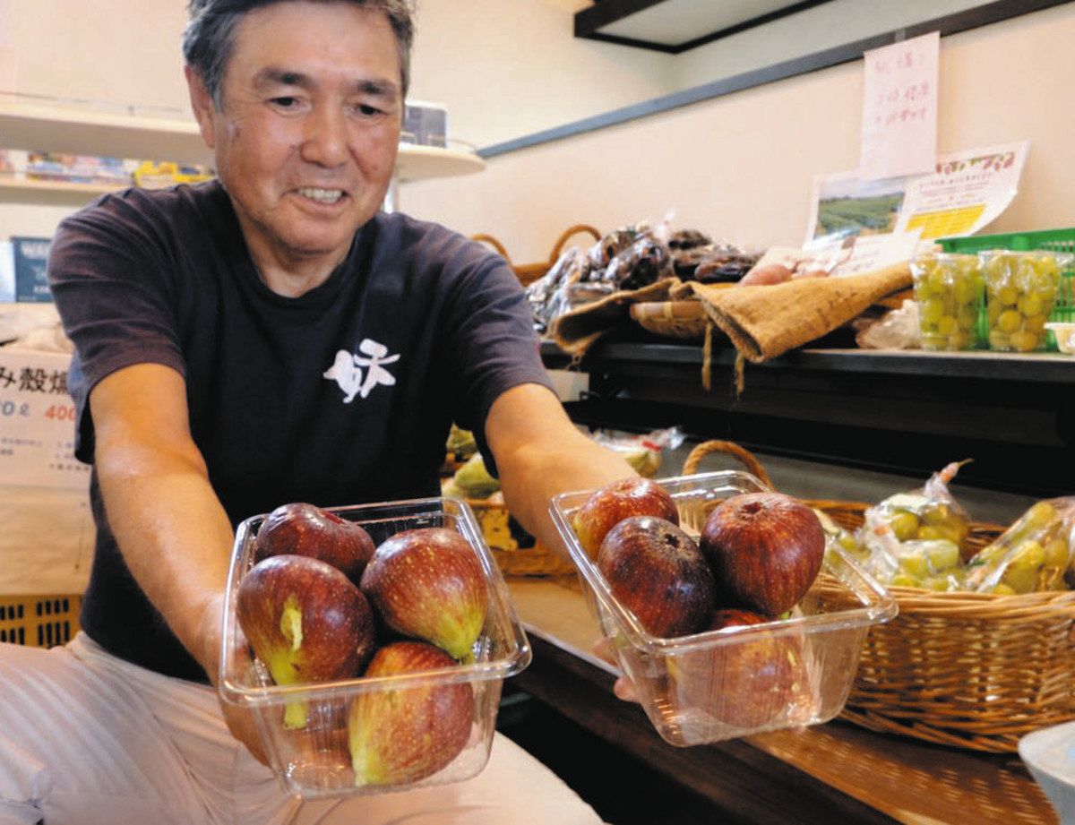 採れたてで人気を集めている旬のイチジク＝常滑市坂井の小脇公園で
