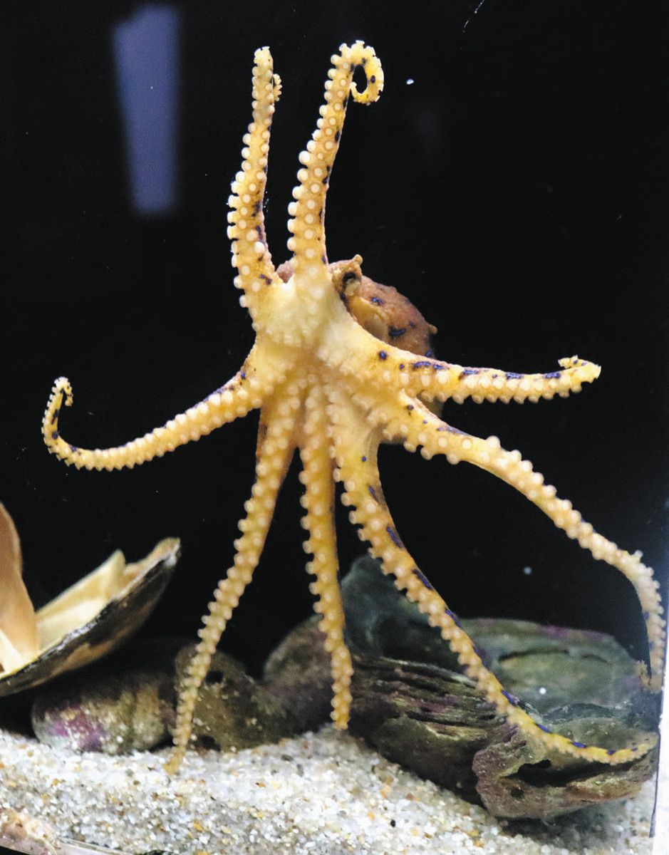 猛毒ヒョウモンダコ 富山湾で初確認 魚津水族館で展示：北陸中日新聞Web