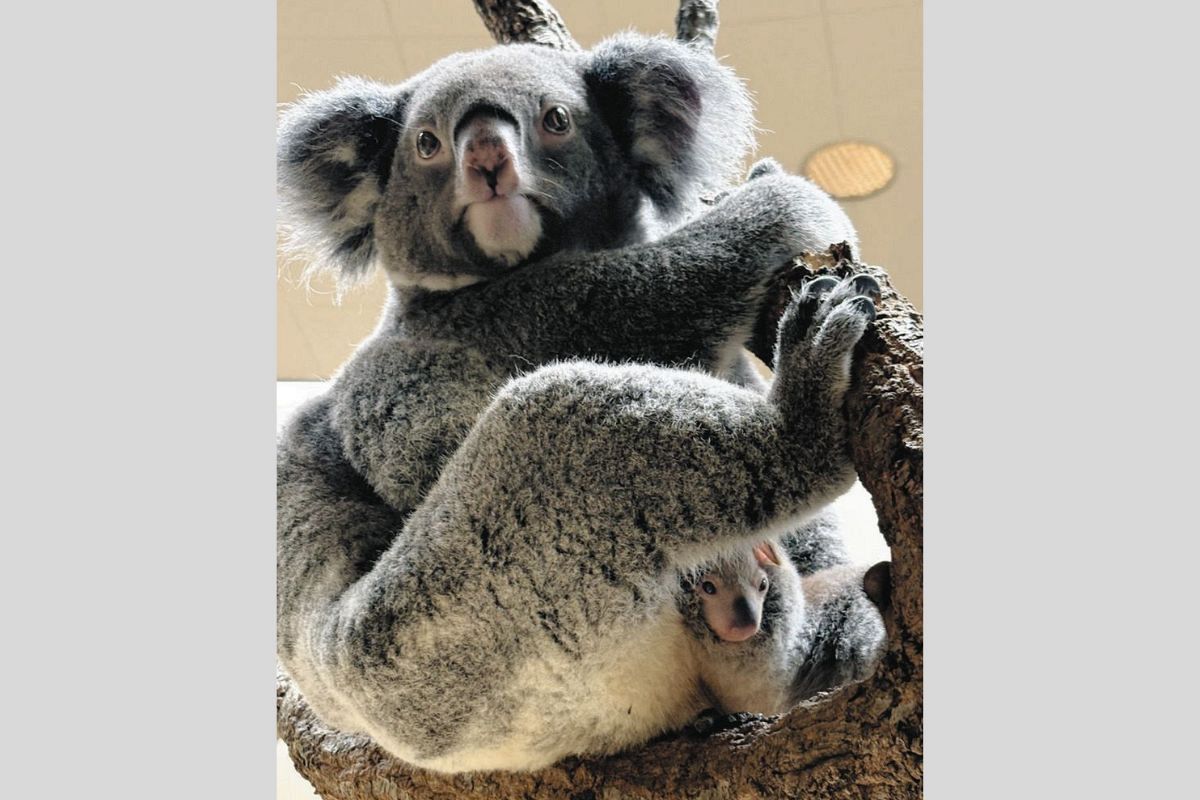 コアラの赤ちゃん、お母さんのおなかから「ひょっこり」 名古屋・東山