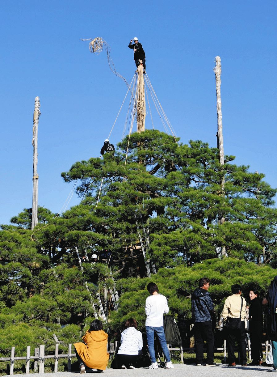 金沢「兼六園」で雪つり作業が始まる 地元の庭師らが恒例の冬支度