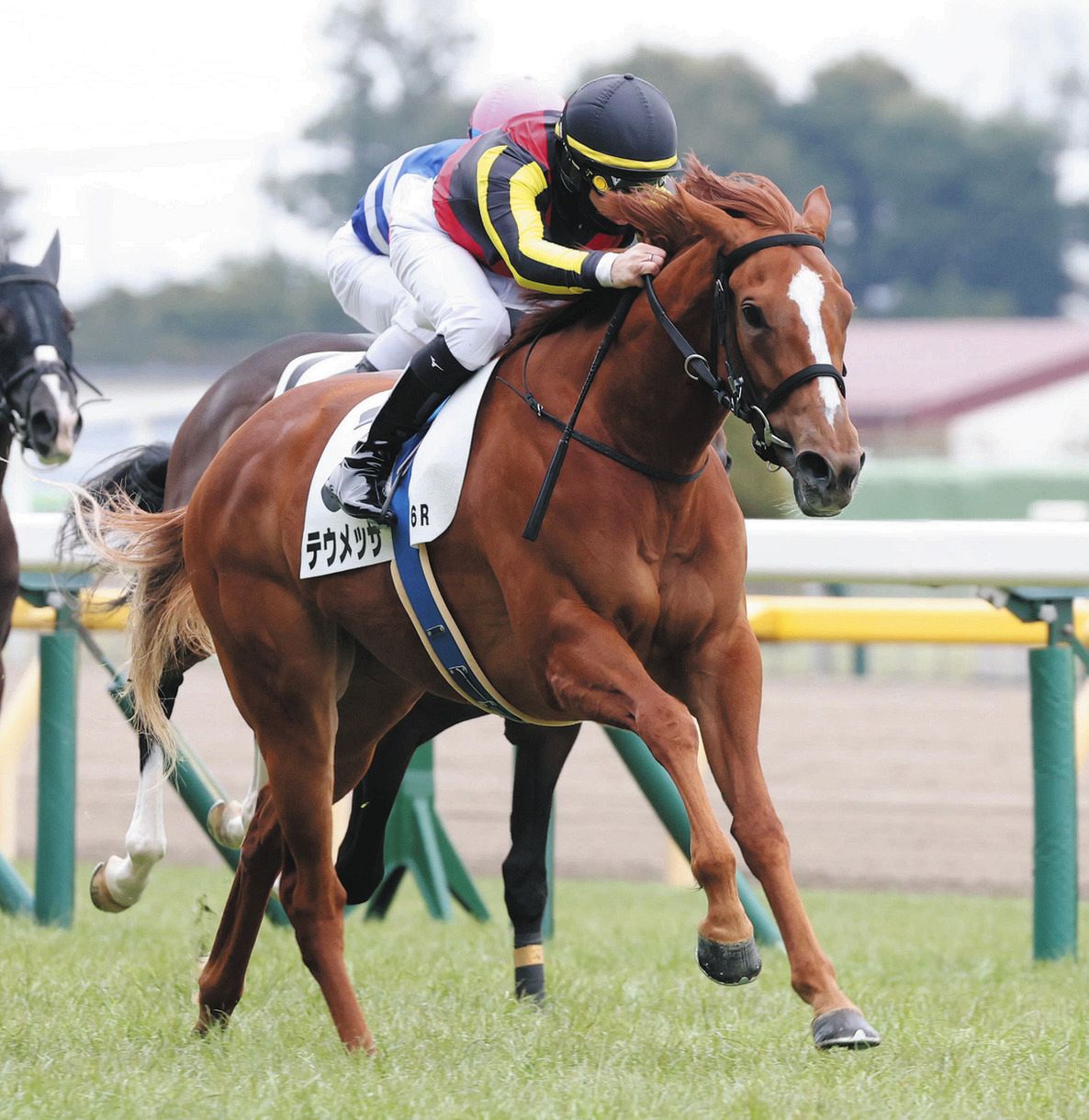 テウメッサは未勝利戦＆アネモネSから一転7枠13番と外め枠 金成師は意