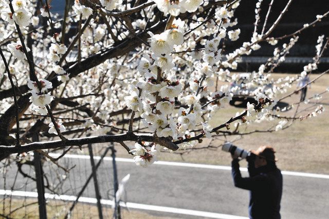 住民 大切に育て南高梅が開花 熊野 北山川河川敷沿いで見頃 中日新聞web