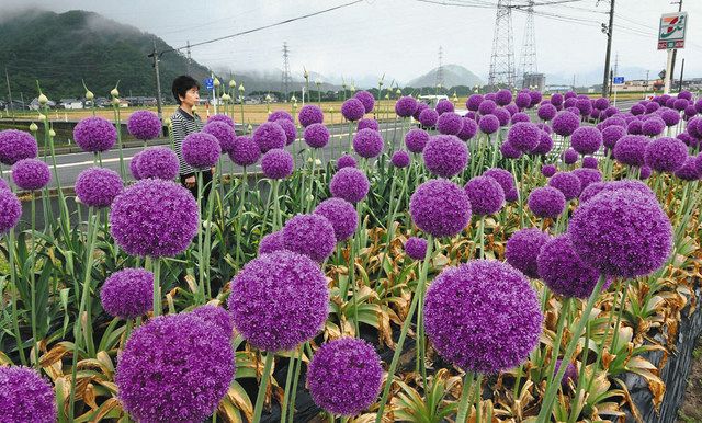 ネギ坊主とダリアのコサージュ 預かり