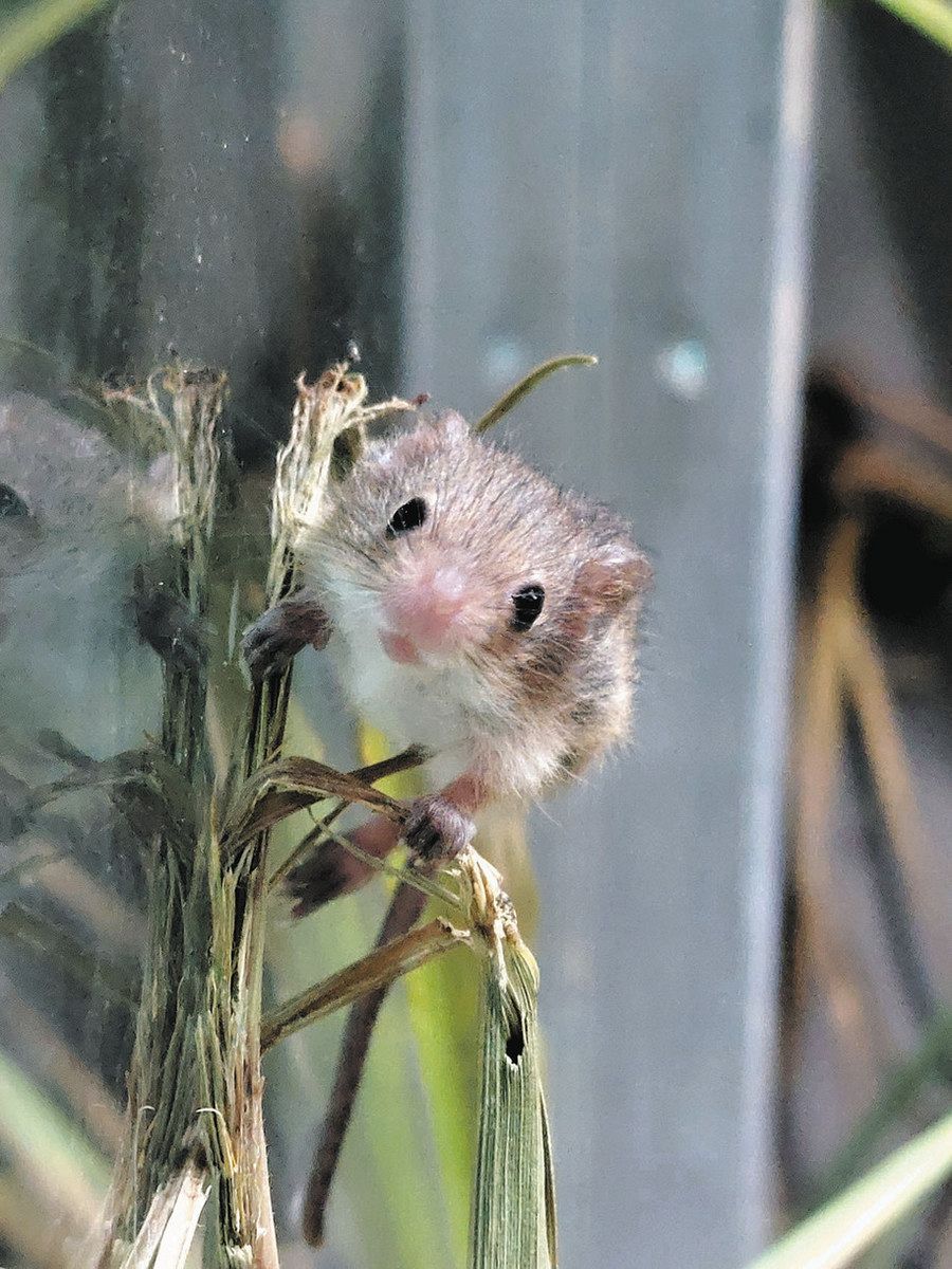 アクア・トトぎふだより＞カヤネズミ 日本で一番小さく母獣のみで
