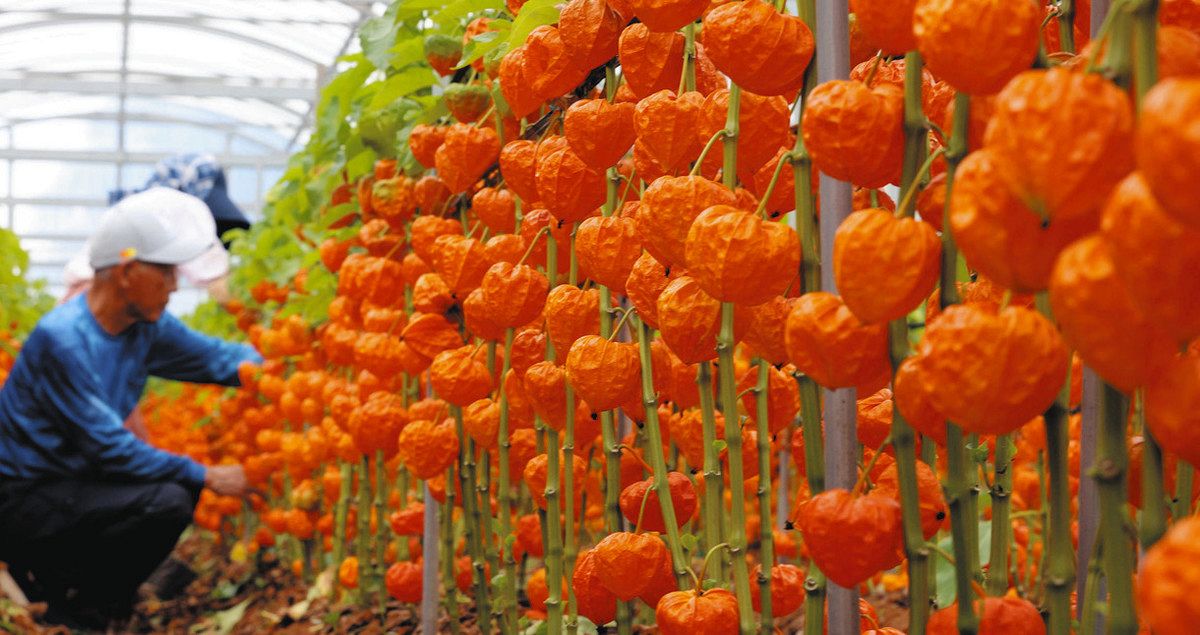 朱に染まるホオズキ、もうすぐ新盆 浜松で収穫始まる：中日新聞しずおかWeb