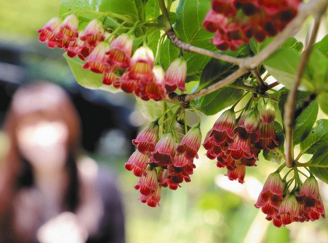 サラサドウダンが見頃迎える 高山 船山の山頂付近 中日新聞web