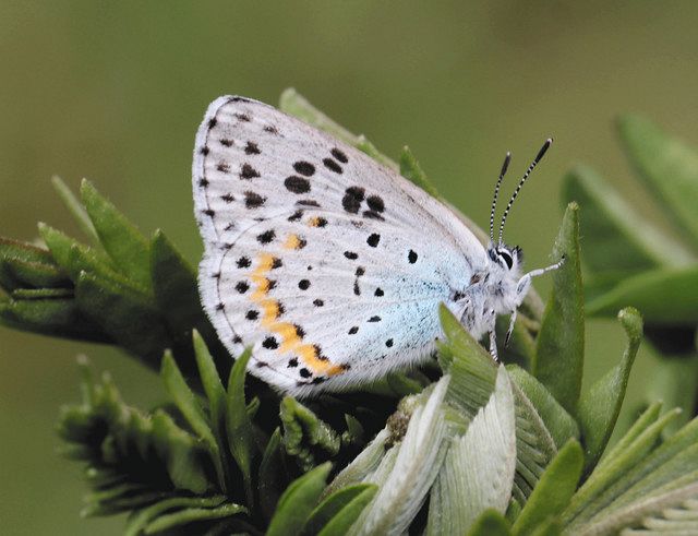 安曇野に瑠璃の舞ひらひら オオルリシジミ姿見せる：中日新聞Web
