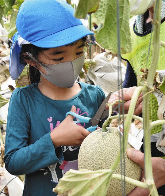 子どもらがマスクメロン収穫体験 長浜の栽培実験農場 中日新聞web