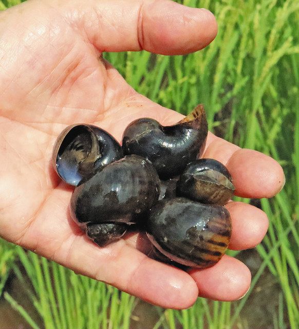 ジャンボタニシで水田除草、「天敵」逆手に無農薬稲作 難しい管理