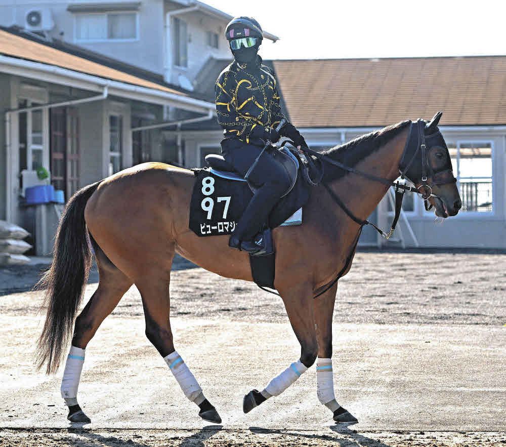 アイビスSD】海外経験したピューロマジックが夏の主役へ一直線、安田師