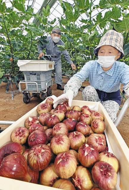 皮ごと食べて 熟したイチジク収穫最盛期 福井 本郷 中日新聞web