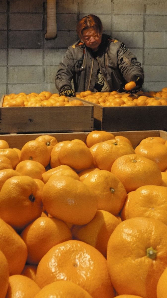 際立つ甘み「誉れ」 JAみっかび、3月2日から出荷開始：中日新聞しずおかWeb