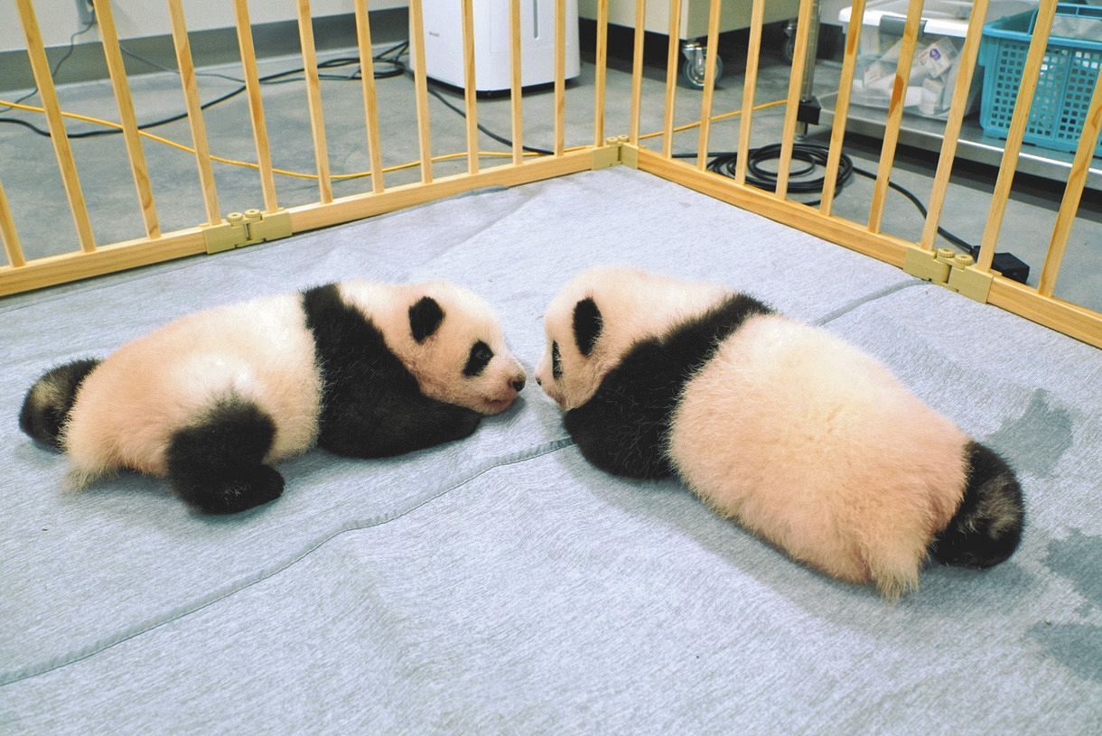 双子のパンダ＝東京動物園協会提供