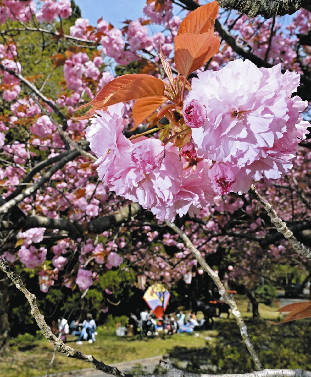 石川、富山にまたがる俱利伽羅峠で八重桜が見頃：北陸中日新聞Web
