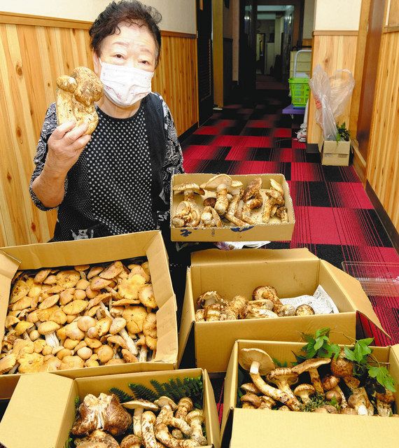 豊作マツタケ収穫ピーク 伊那の竹松旅館、コース料理や名物風呂にも