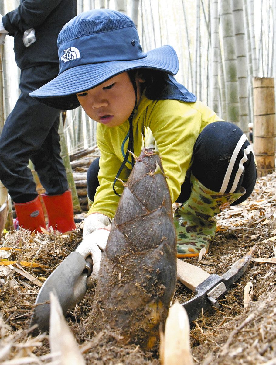 家族でタケノコ掘り楽しむ 近江八幡・八幡山：中日新聞Web