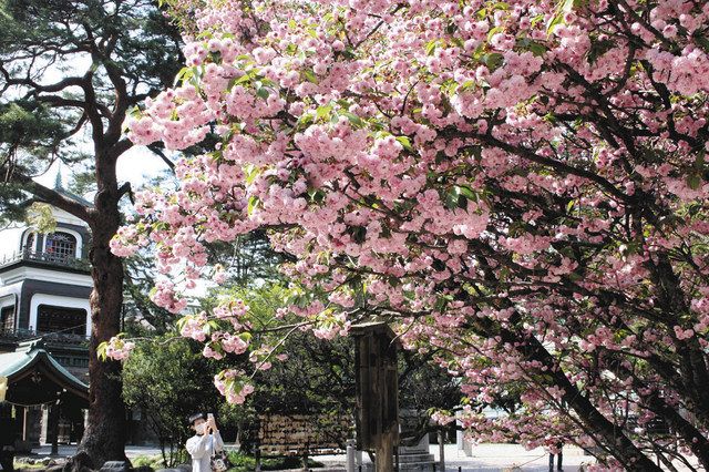 満開を迎えた菊桜＝金沢市尾山町の尾山神社で 