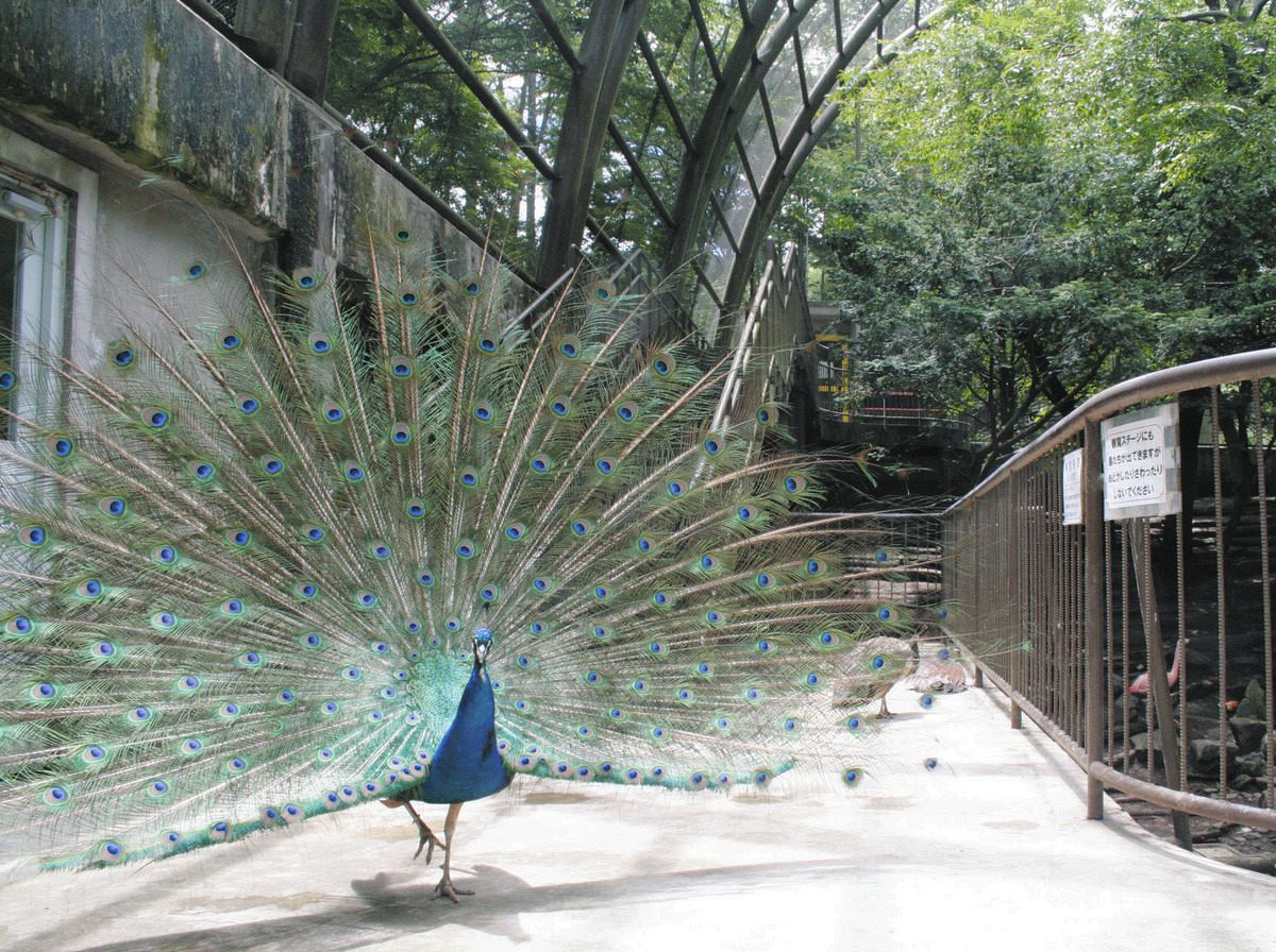 バードホール」鳥インフルエンザ対策の封鎖解除 松本市の動物園