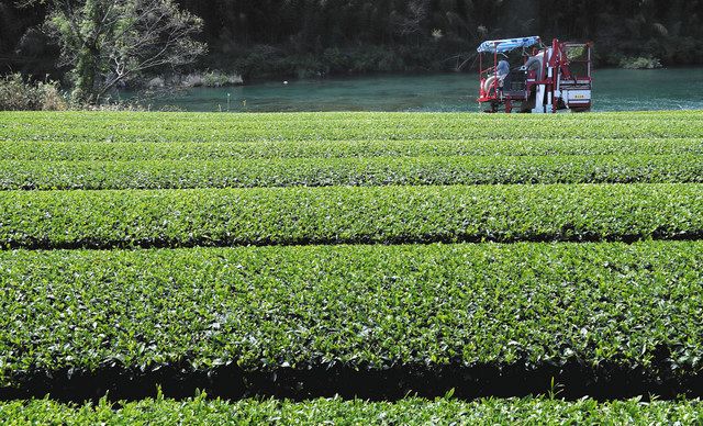 青々と色づき収穫される新茶＝４月、松阪市庄町で 