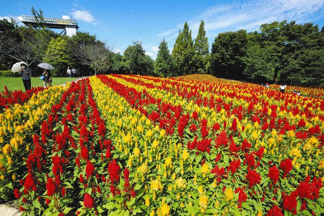 鮮やかしま模様 可児でケイトウが見頃 中日新聞web