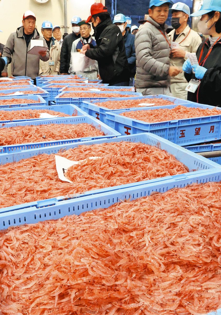サクラエビ豊漁の初競り／由比・大井川、水揚げ19トン：中日新聞