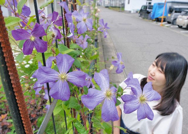 夏にかけ８０品種のクレマチスが次々と 福井・新渕町公園：中日新聞Web