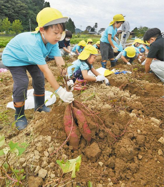 力を込めてサツマイモを掘り出す園児たち＝福井市の道の駅「一乗谷あさくら水の駅」で 